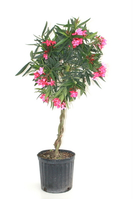 Oleander Pink